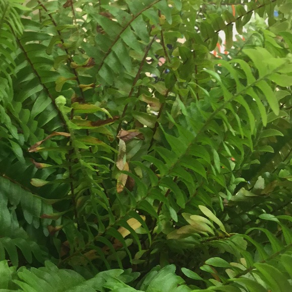 Meet your Posher, David - Picture 1 of 1